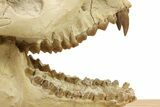 Fossil Oreodont (Merycoidodon) Skull Display - South Dakota #284367-7